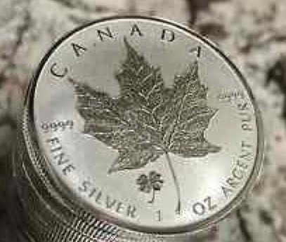 Austalian Great White Shark