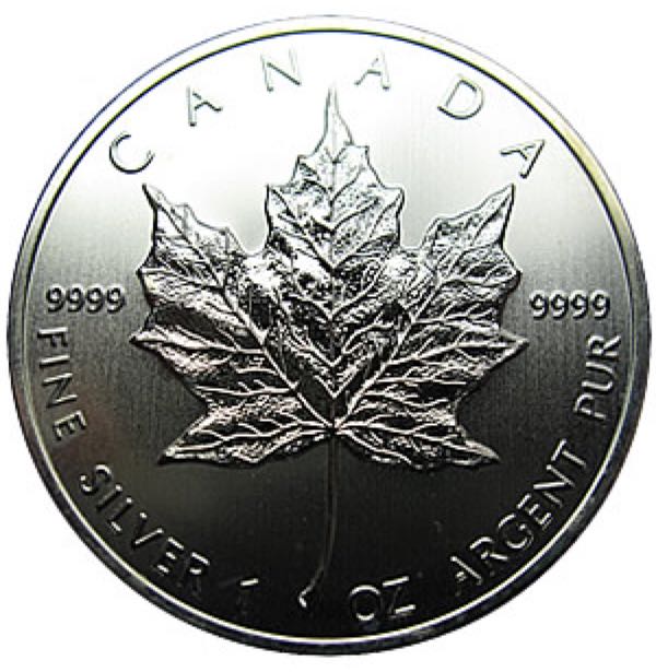 Austalian Great White Shark