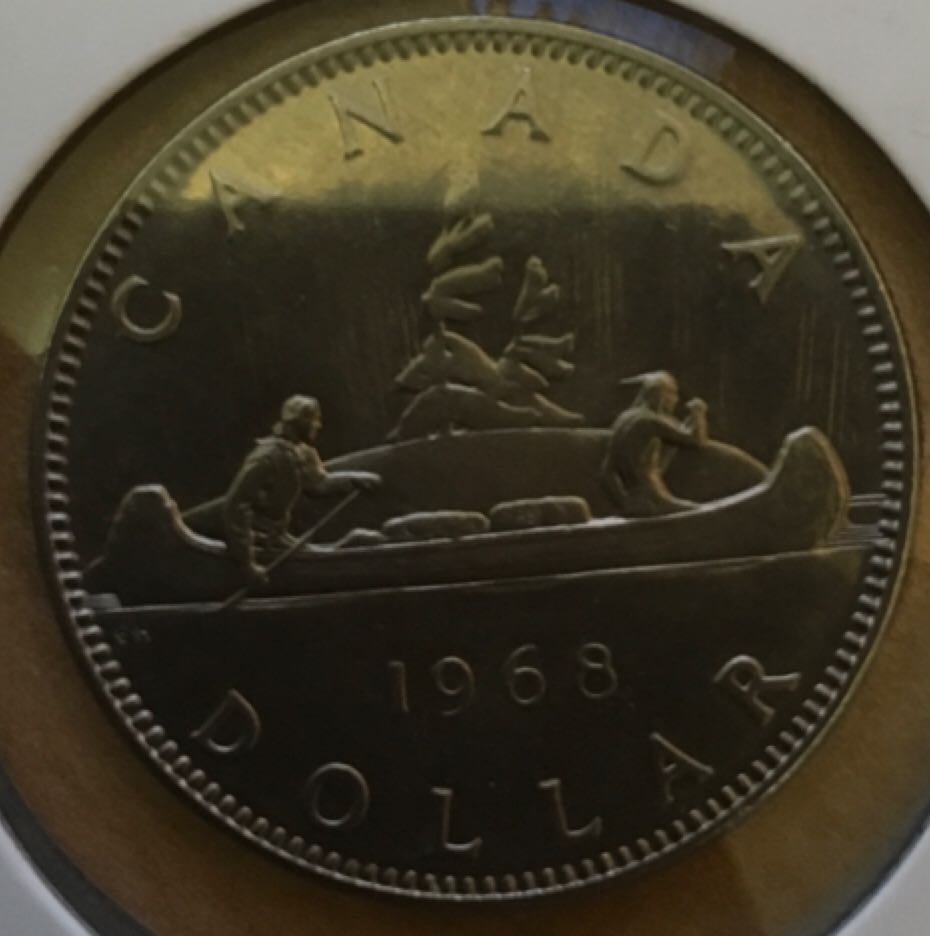 Birds Of Prey - Bald Eagle