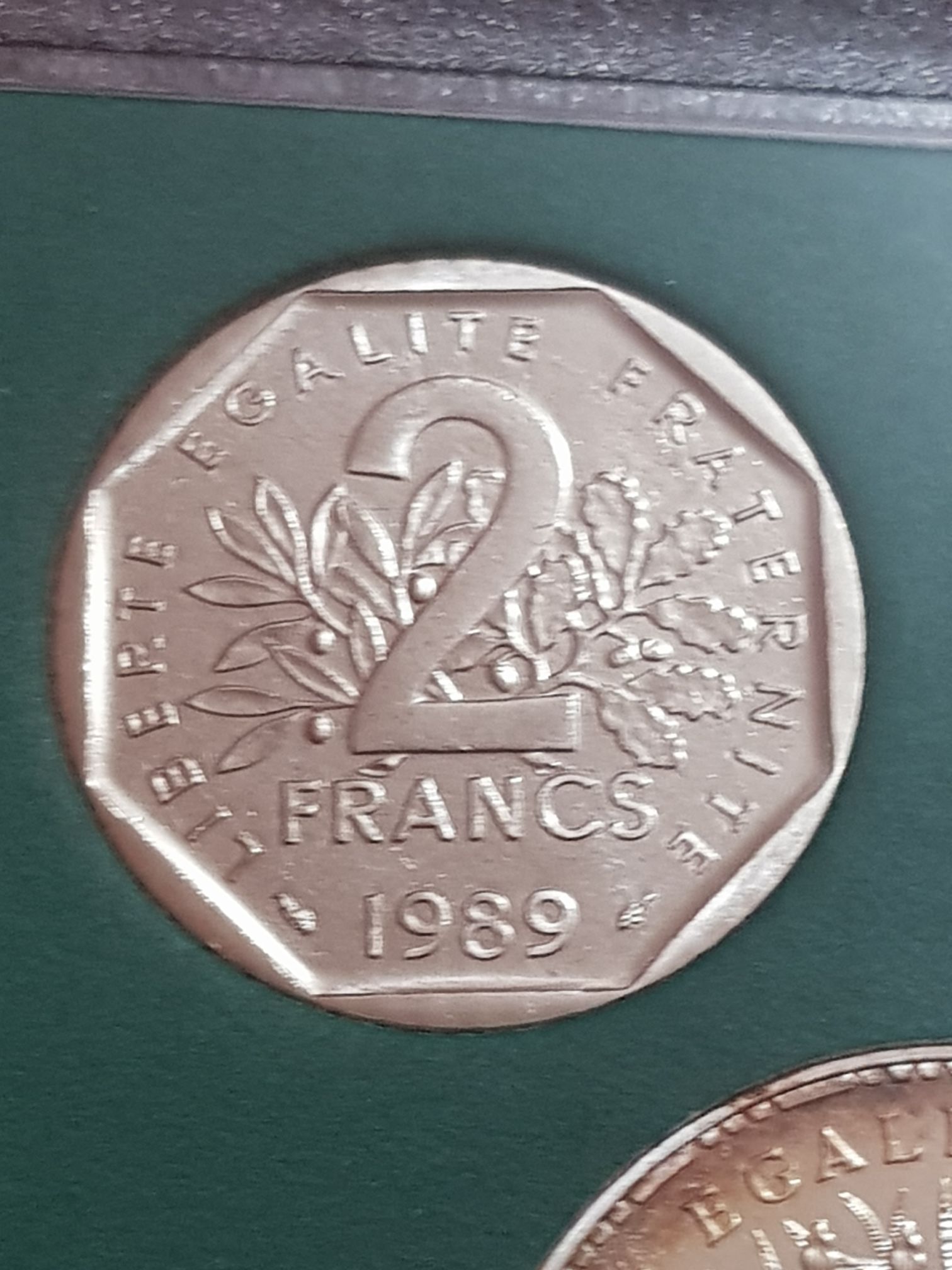 Australian Wedge-Tailed Eagle