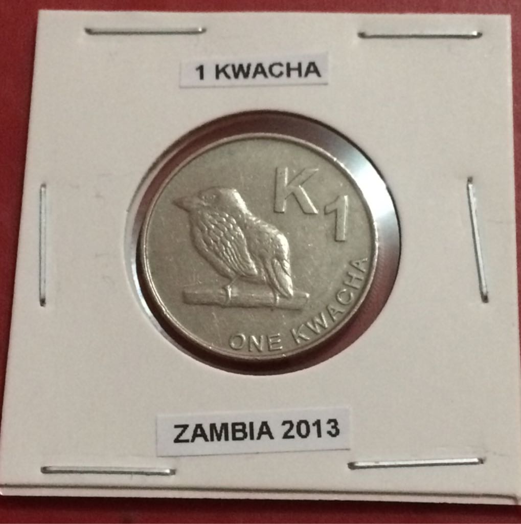 Specimen Set - Canadian Loon