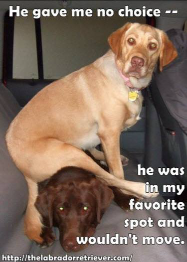 TGV Train - Gare Lille Europe