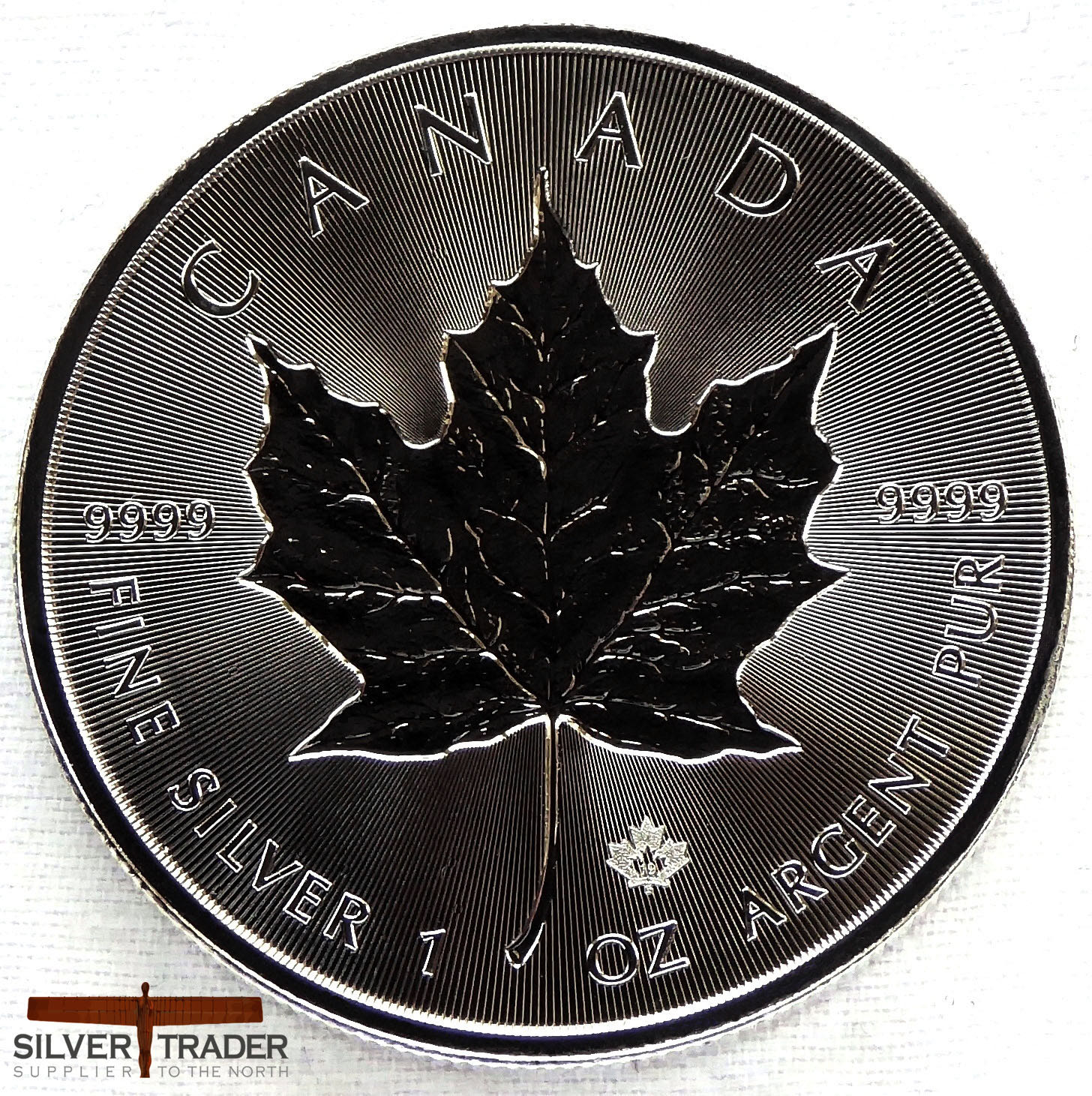 2017P Wedge-Tailed Eagle