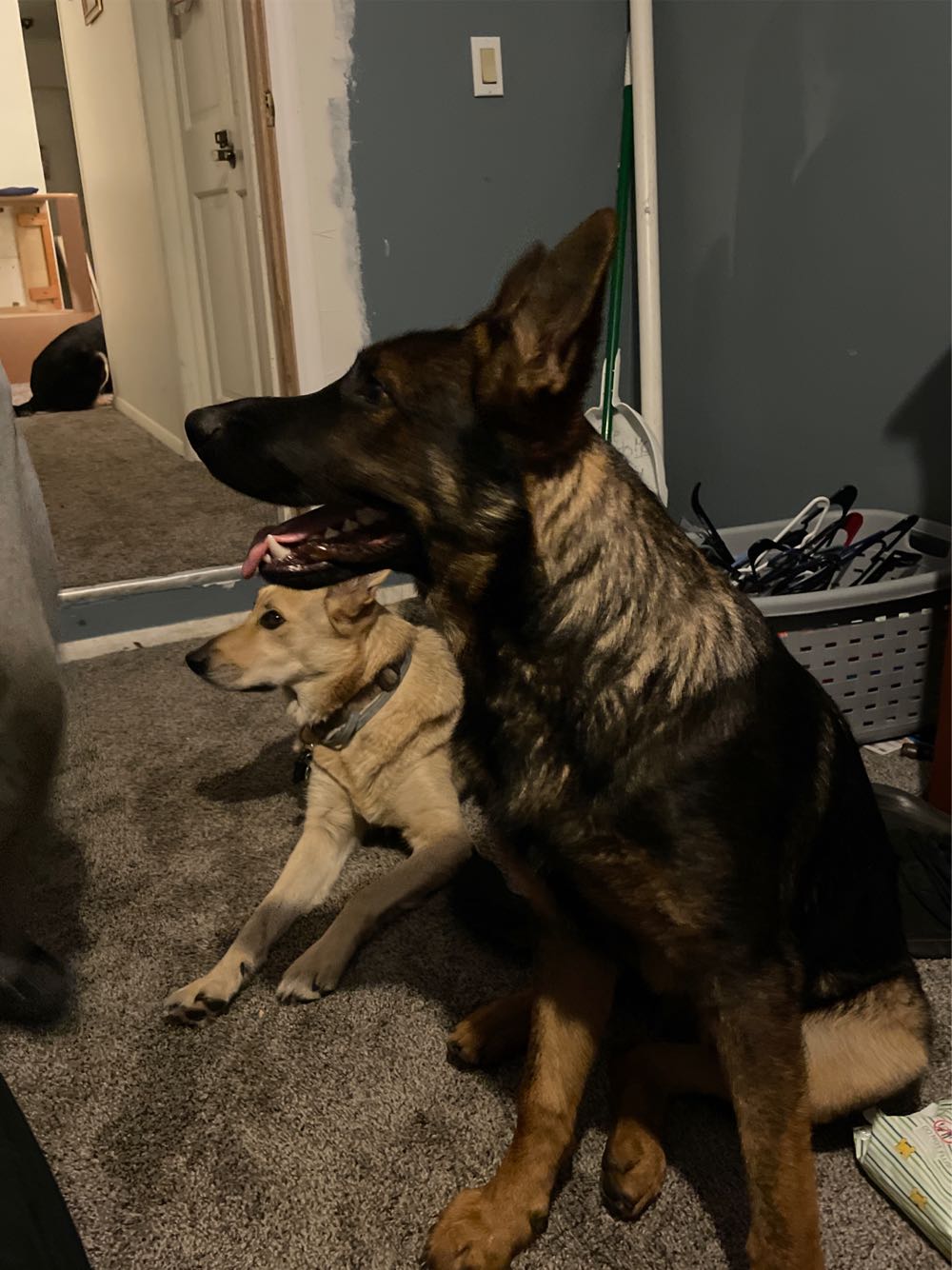 British Sovereign George V