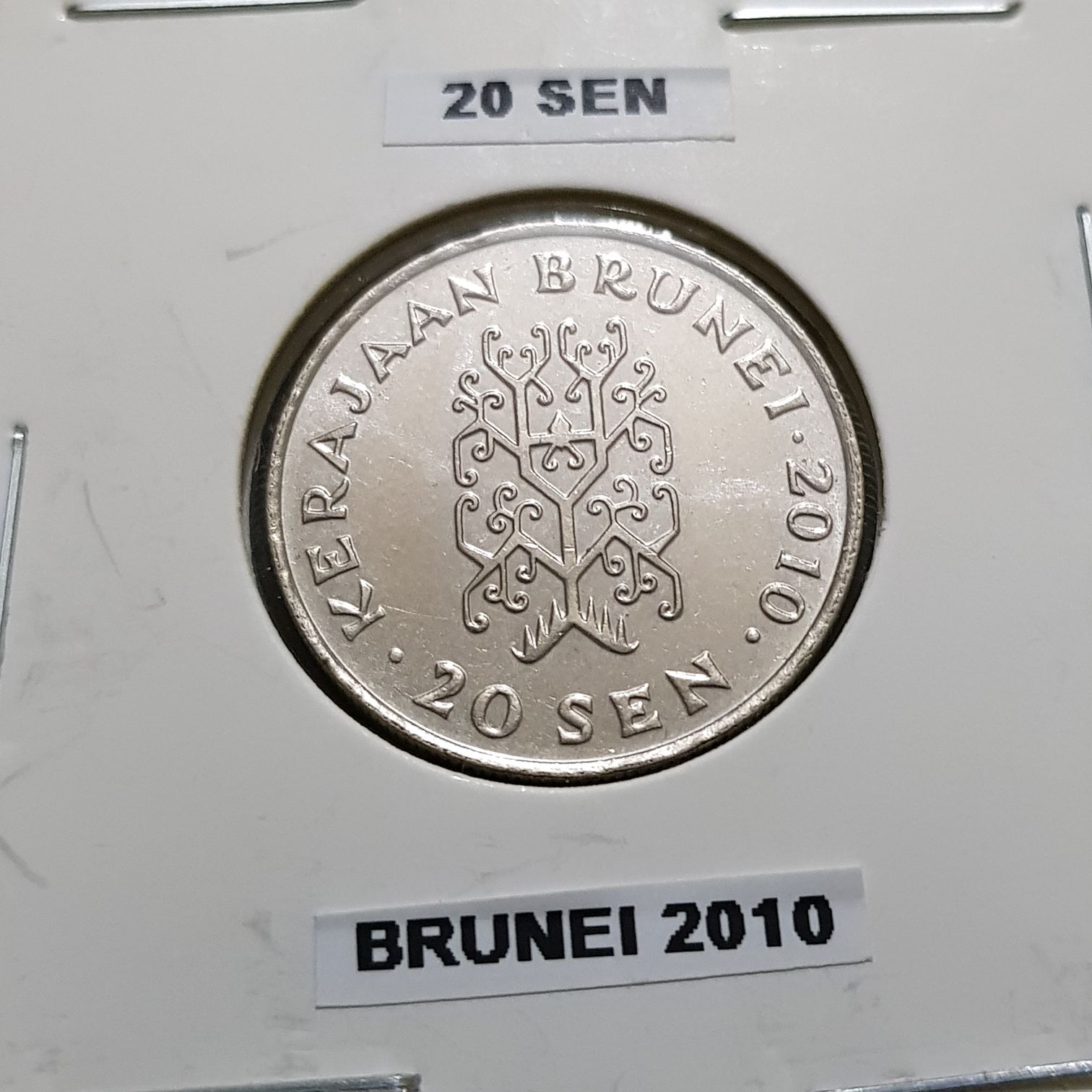 2020 Macaroni Penguin