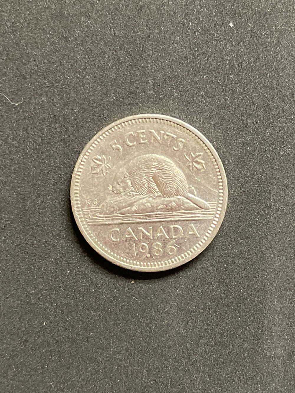 $4 Dinosaur Collection Triceratops