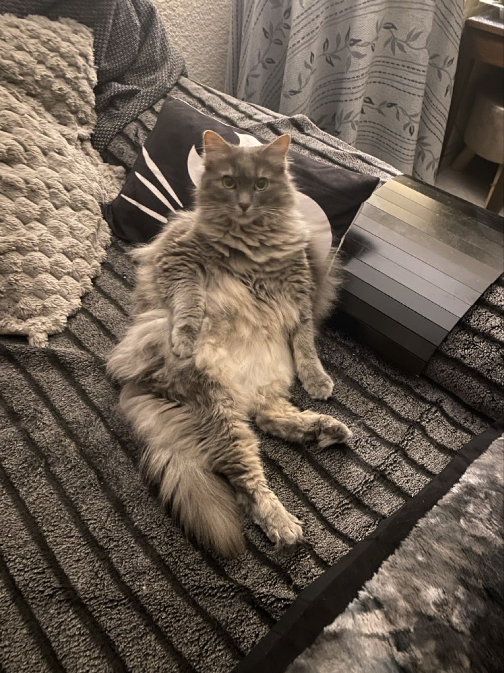 Morgan Dollar 1880 O