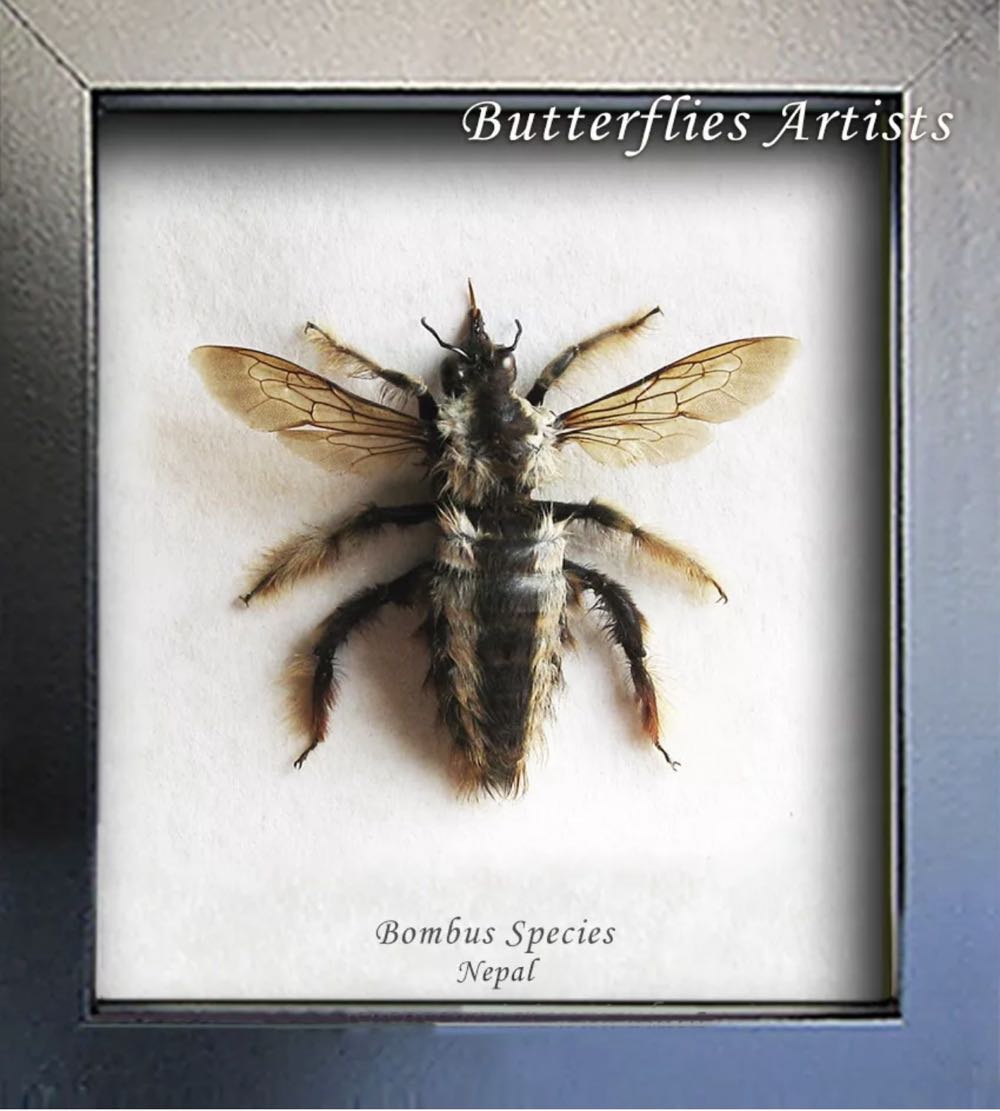 E F K  coin collectible - Main Image 2