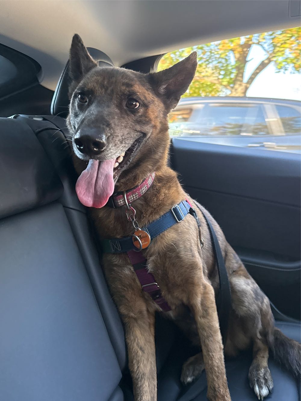 $1 (2024) Coloured Albr Proof Bluey Dollarbuck
