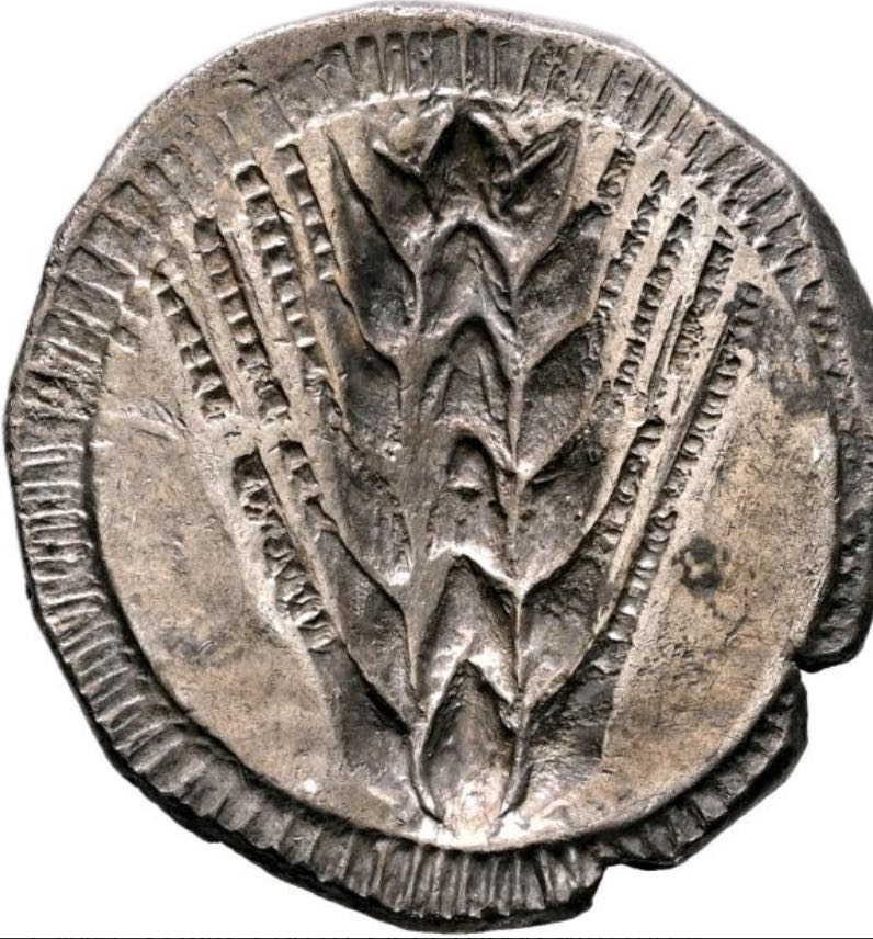 LUCANIA. Metapontion. Circa 510-470 BC. Stater  coin collectible - Main Image 2