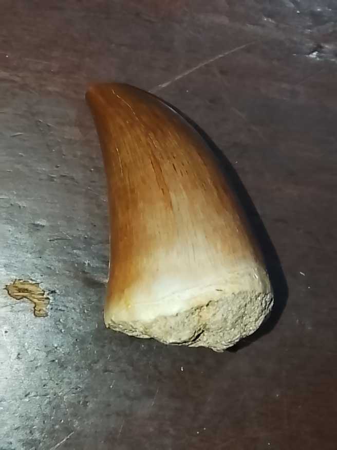 North American Hunting Club Big Game Series Black Bear Collectors Medallion