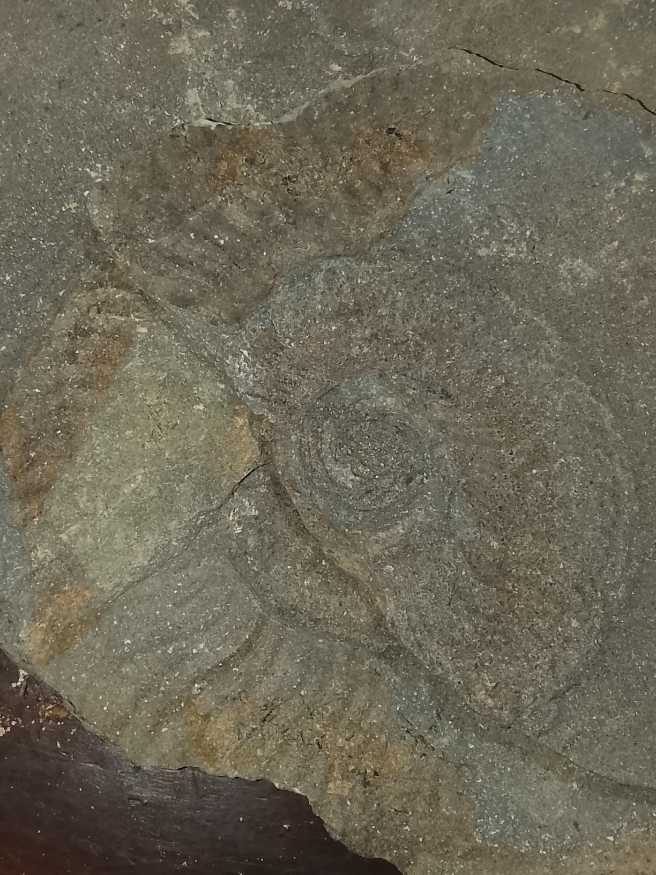 Nickel Jefferson 1961 D 5