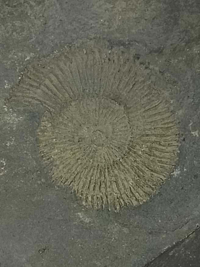 THE SIMPSONS MARGE AND MAGGIE 2021 1 OZ SILVER BU COIN IN CAPSULE