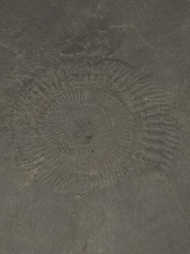 Dastylioceras 183-178 mya  coin collectible - Main Image 2