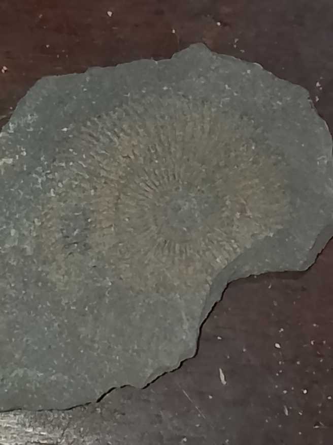 Dastylioceras 183-178 mya  coin collectible - Main Image 3