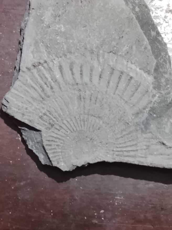 Dastylioceras 183-178 mya  coin collectible - Main Image 4