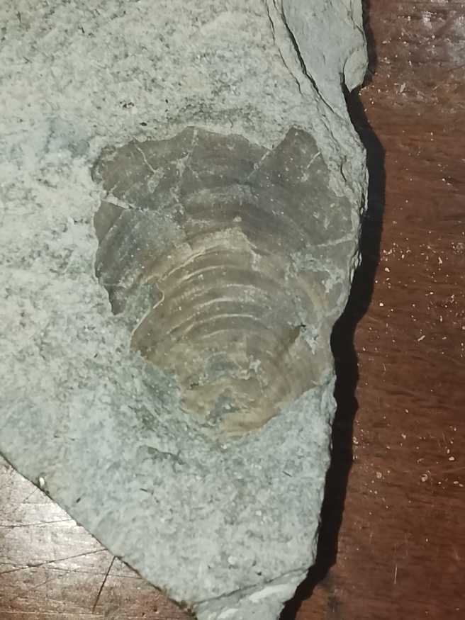 India British 1c - 1945