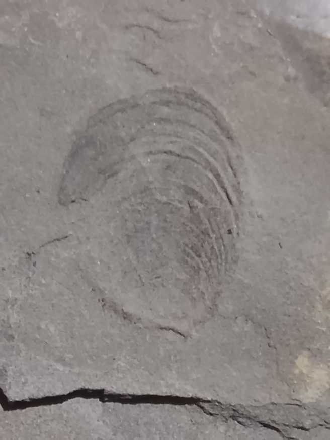 Pseudomytiloides dubius 183-182 mya  coin collectible - Main Image 2