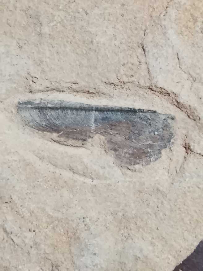 Dime 2020 D Roosevelt 25