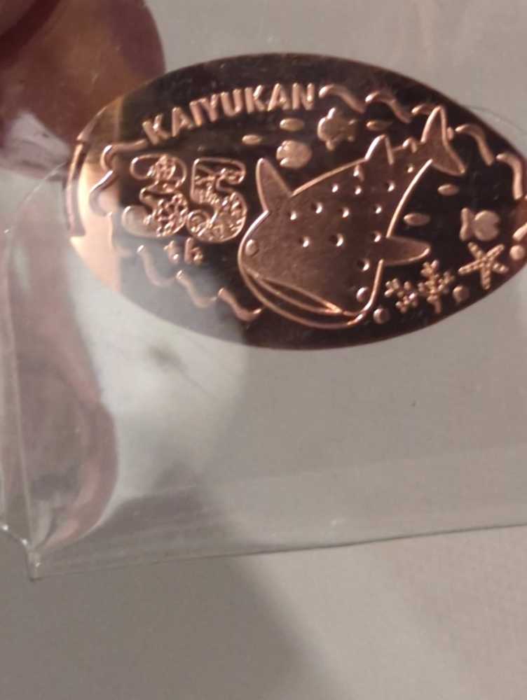 Wild Pronghorn Antelope