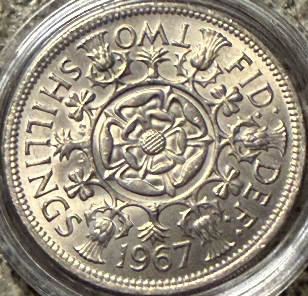 2024 Wildlife Highland Cow 10p