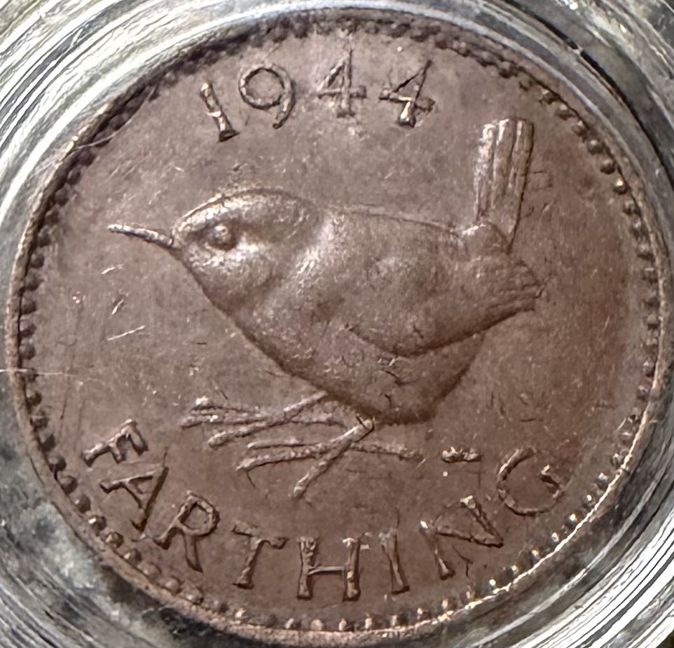 2023 Wildlife Sand Lizard 10p