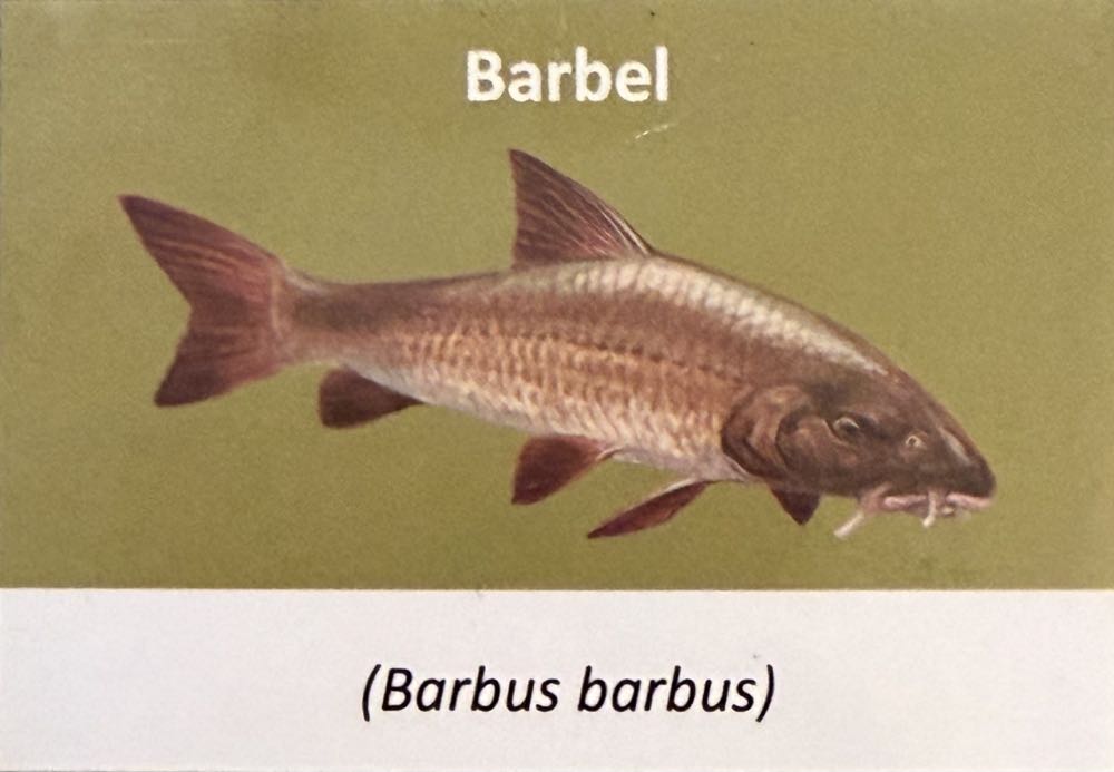 2023 Wildlife Barbel 10p (2)  coin collectible - Main Image 3