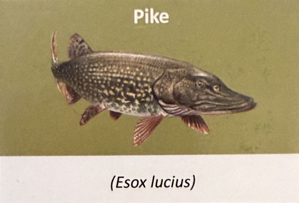 2023 Wildlife Pike 10p (2)  coin collectible - Main Image 3