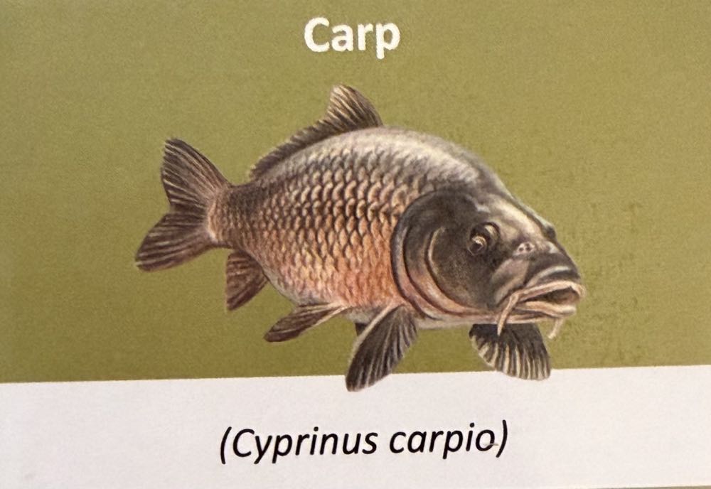 2023 Wildlife Carp 10p (2)  coin collectible - Main Image 3