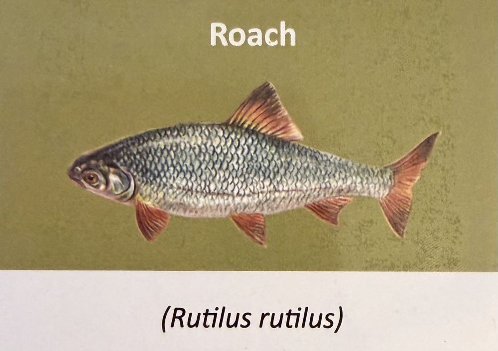 2023 Wildlife Roach 10p (2)  coin collectible - Main Image 3