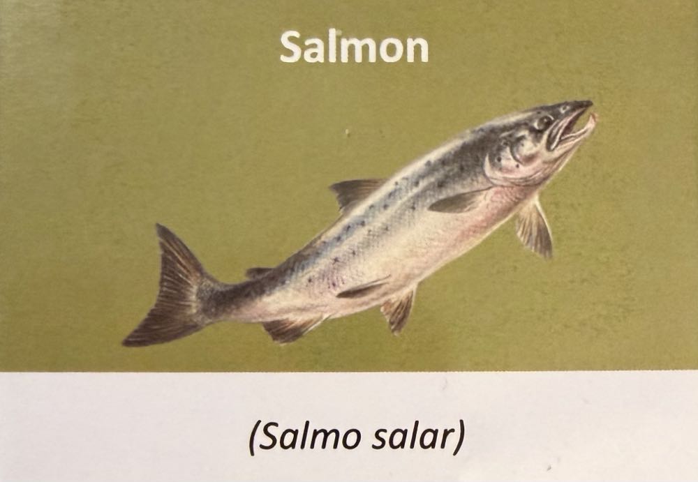 2023 Wildlife Salmon 10p (2)  coin collectible - Main Image 3