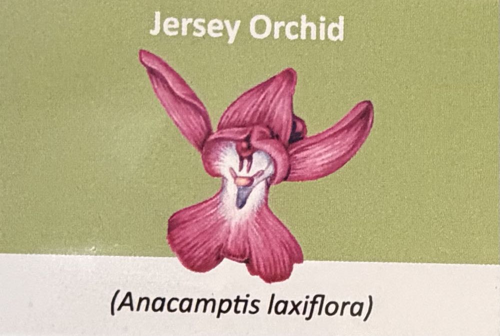 2022 Flowers Jersey Orchid 10p  coin collectible - Main Image 3