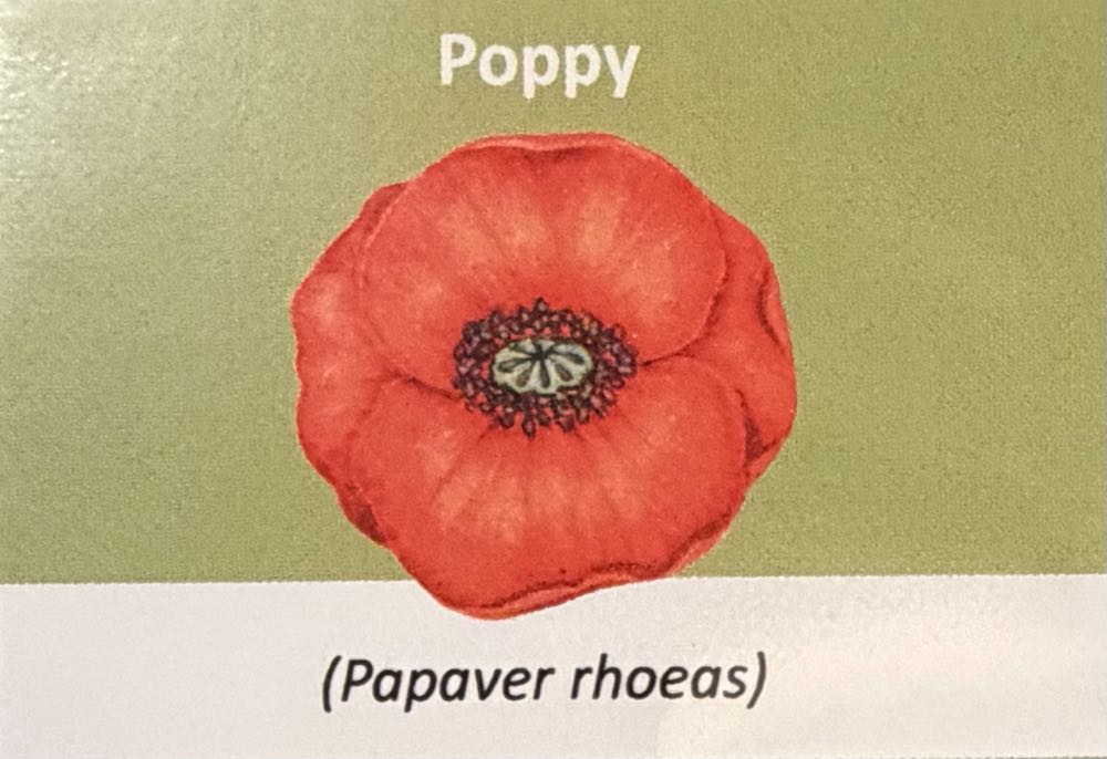 2022 Flowers Poppy 10p  coin collectible - Main Image 3