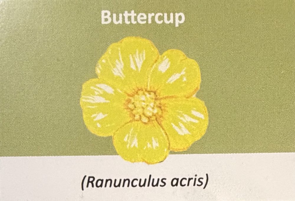 2022 Flowers Buttercup 10p  coin collectible - Main Image 3