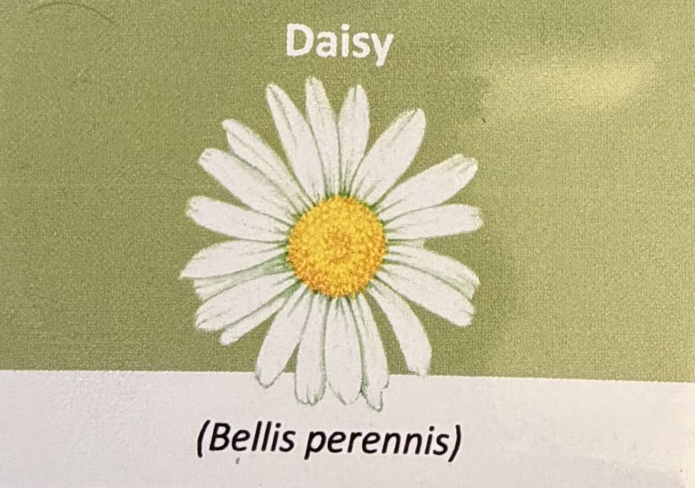 2022 Flowers Daisy 10p  coin collectible - Main Image 3