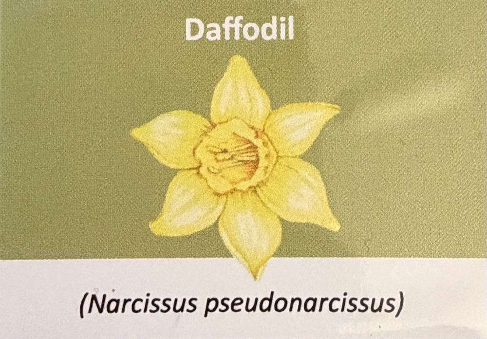 2022 Flowers Daffodil 10p  coin collectible - Main Image 3