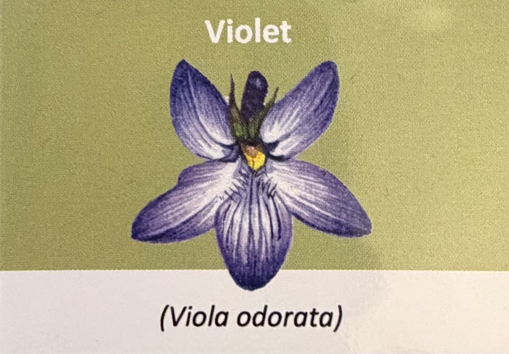 2022 Flowers Violet 10p  coin collectible - Main Image 3