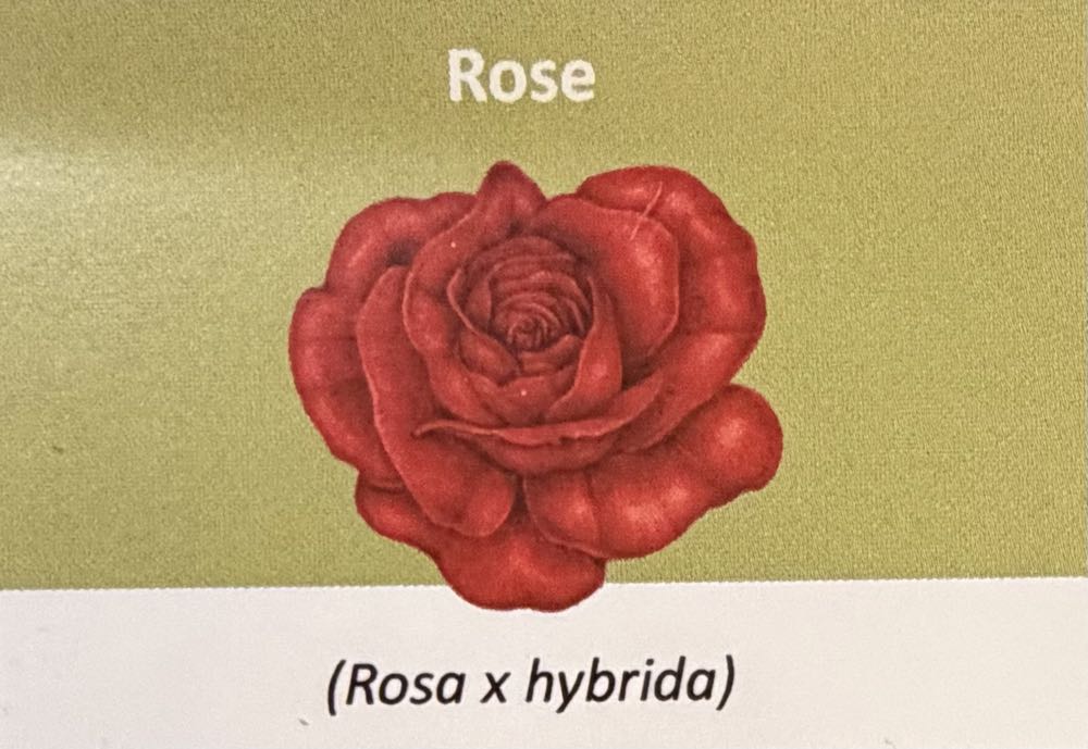 2022 Flowers Rose 10p  coin collectible - Main Image 3