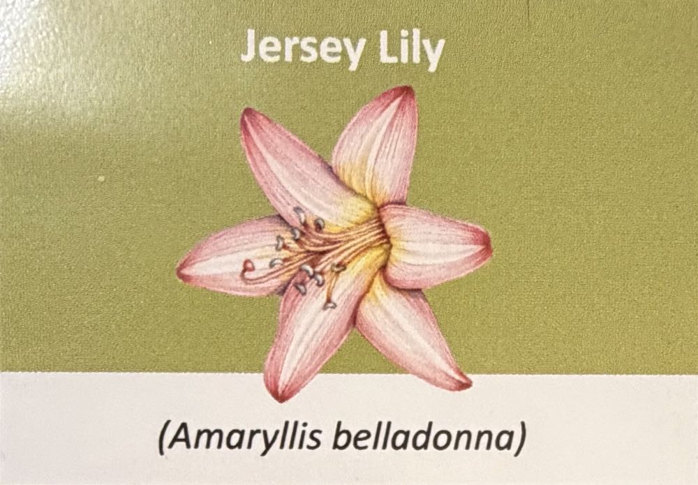 2022 Flowers Jersey Lily 10p  coin collectible - Main Image 3
