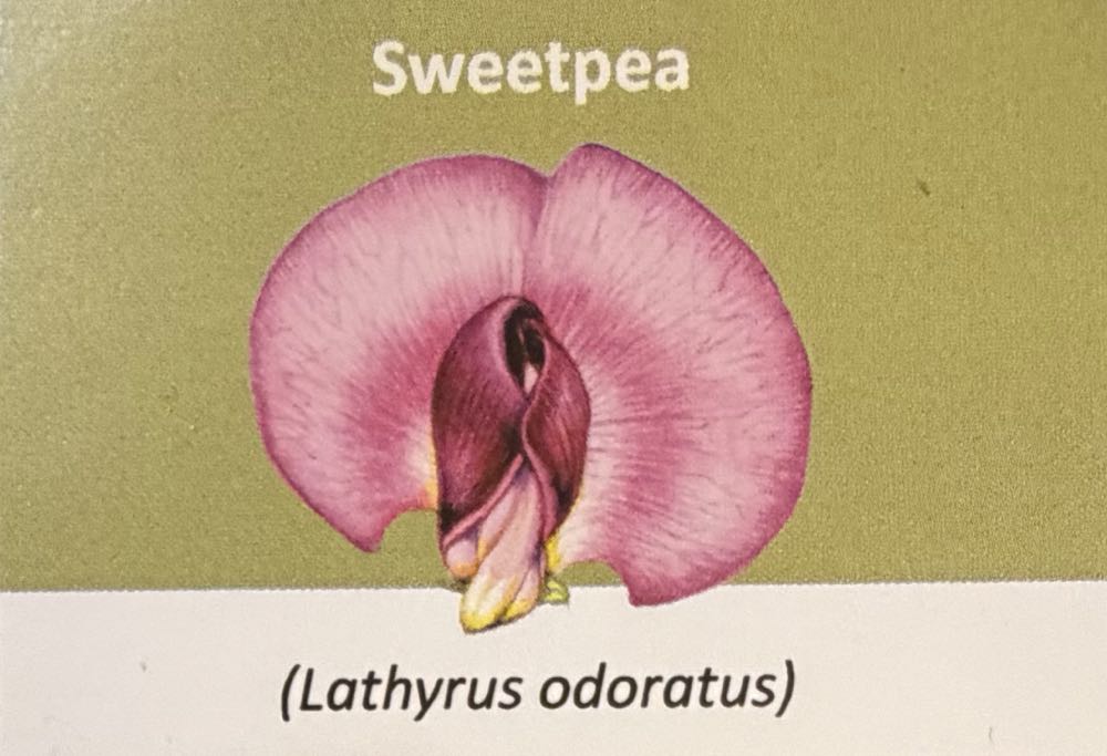 2022 Flowers Sweetpea 10p  coin collectible - Main Image 3