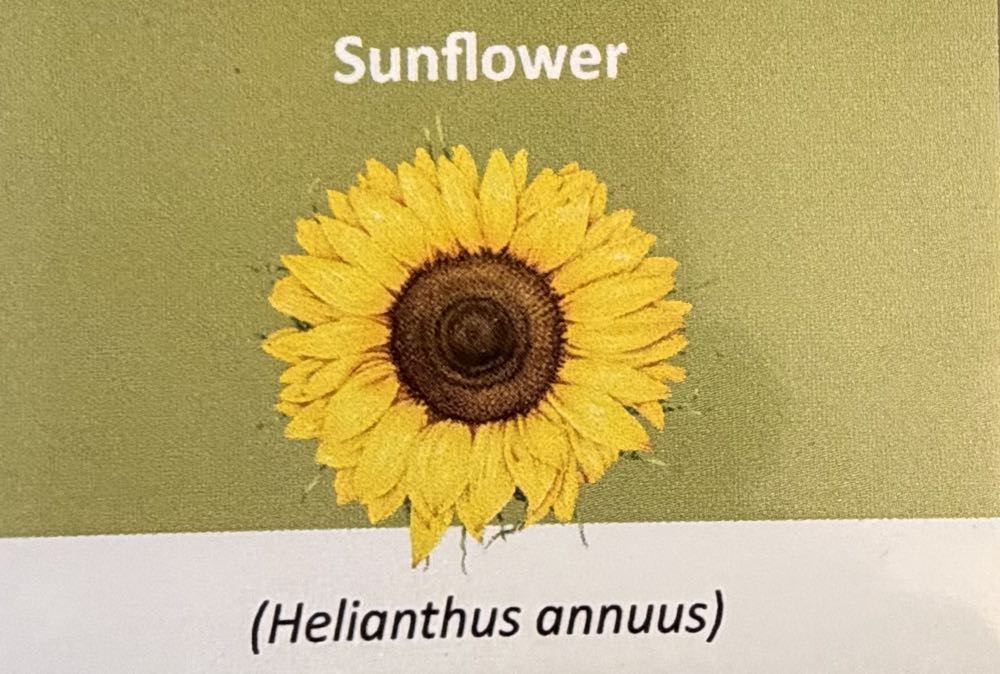 2022 Flowers Sunflower 10p  coin collectible - Main Image 3