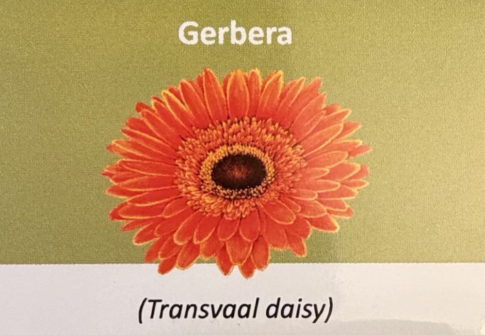 2022 Flowers Gerbera 10p  coin collectible - Main Image 3