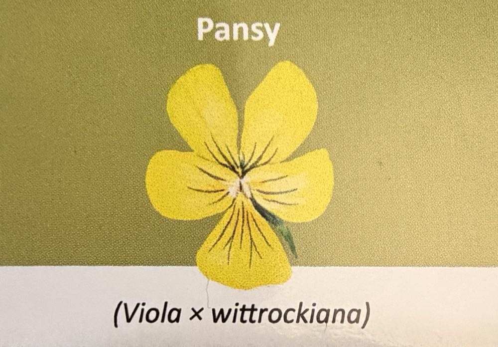 2022 Flowers Pansy 10p  coin collectible - Main Image 3