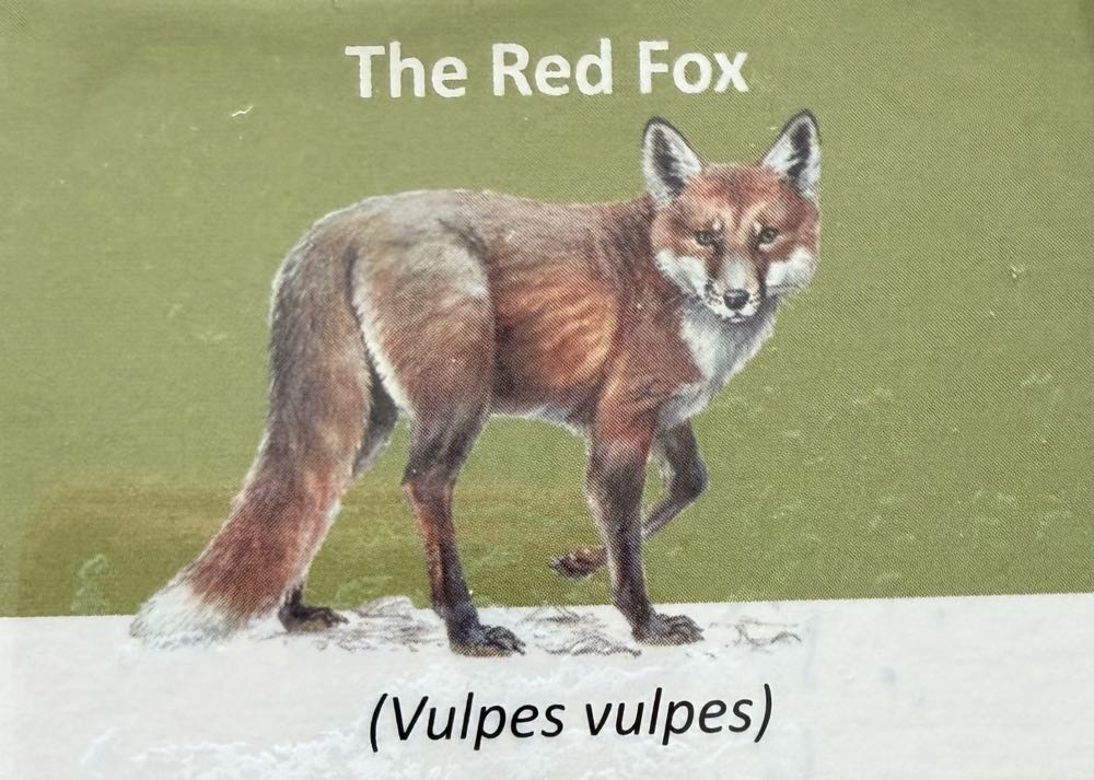 2021 Wildlife Red Fox 10p (2)  coin collectible - Main Image 3