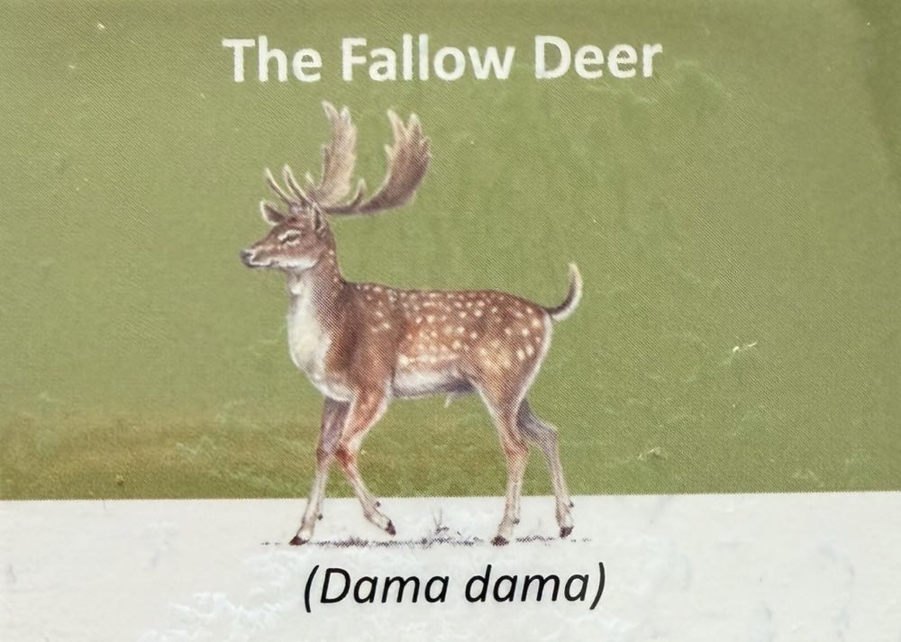 2021 Wildlife Fallow Deer 10p (2)  coin collectible - Main Image 3