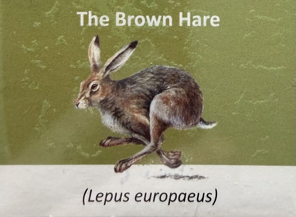 2021 Wildlife Brown Hare 10p (2)  coin collectible - Main Image 3