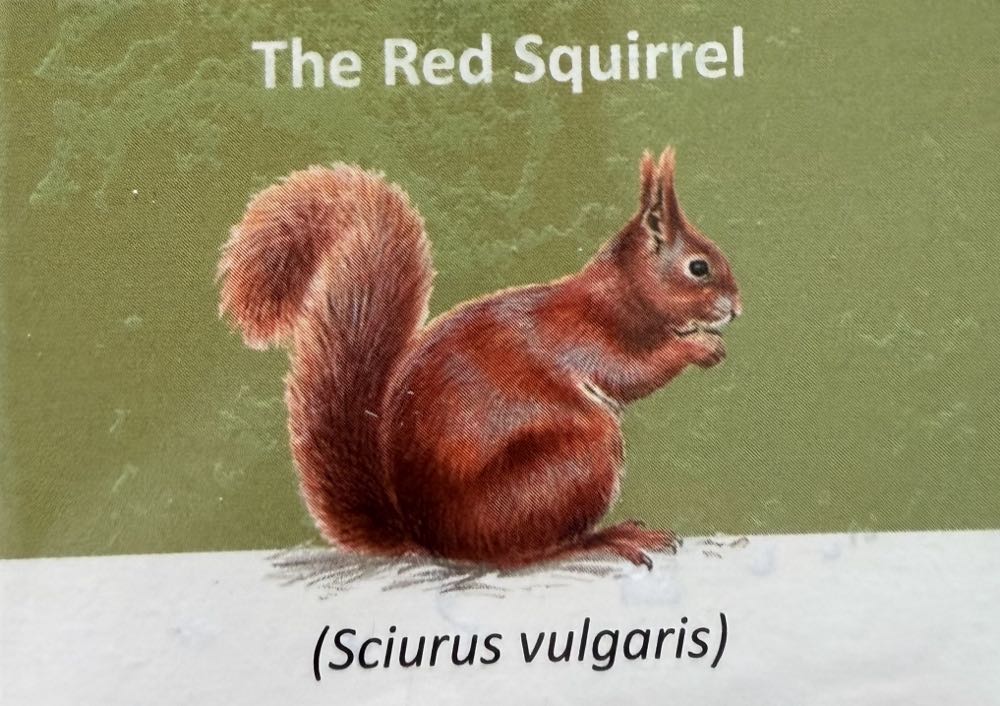 2021 Wildlife Red Squirrel 10p (2)  coin collectible - Main Image 3