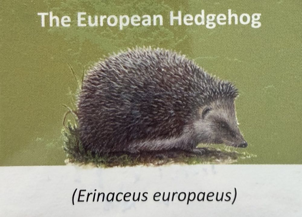 2021 Wildlife Hedgehog 10p (2)  coin collectible - Main Image 3