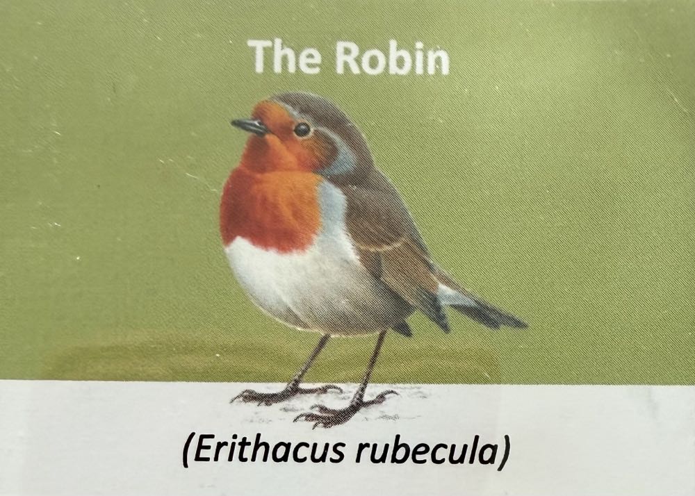 2021 Wildlife Robin 10p (2)  coin collectible - Main Image 3