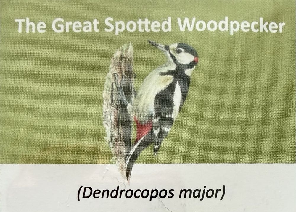 2021 Wildlife Great Spotted Woodpecker 10p (2)  coin collectible - Main Image 3